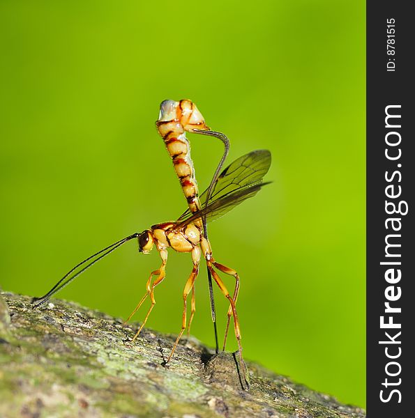 A female Parasitical Wasp Laying Eggs on trunk