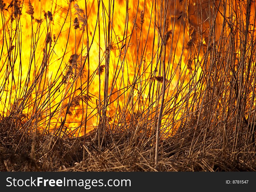 Dried up growing reeds is on the fire