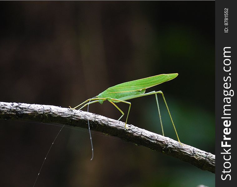 Katydid Perches on Twig