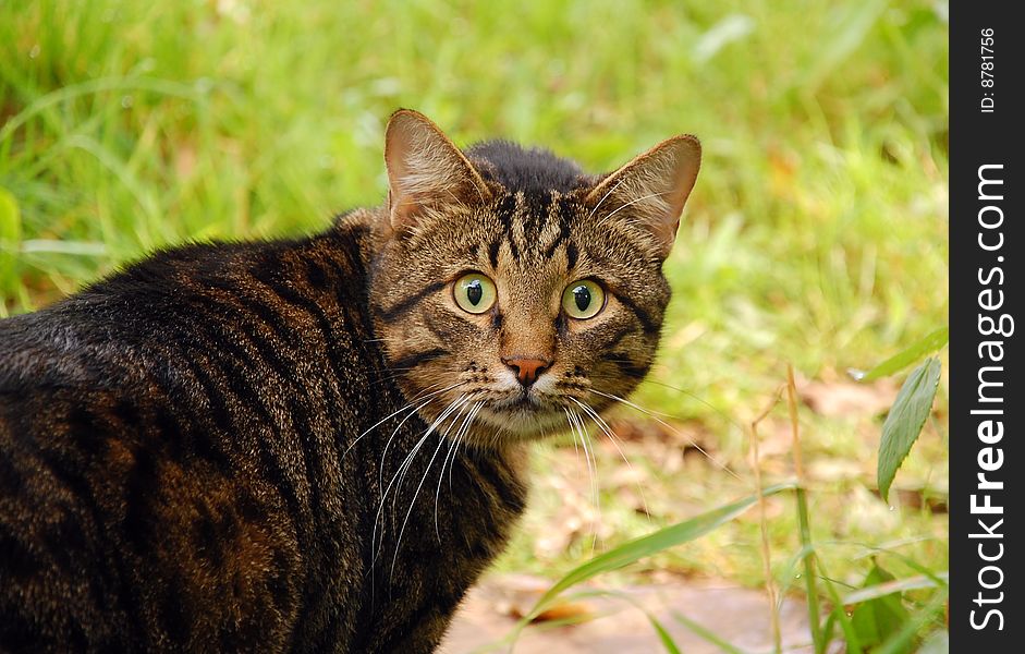 The cat is looking in astonishment. The cat is looking in astonishment.