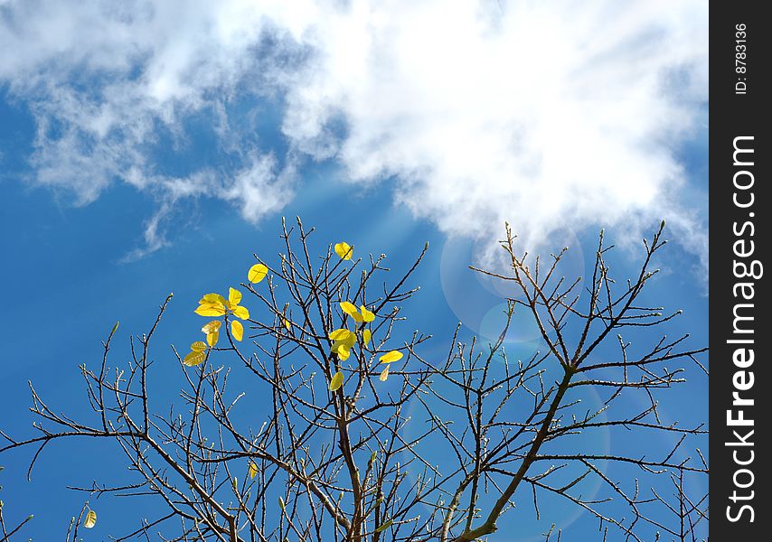 Autumn leaves in the blue sky background, the sunny weather,