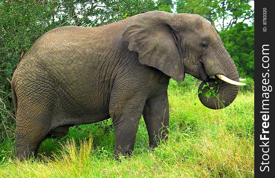 Mature elephant feeding on leaves. Mature elephant feeding on leaves