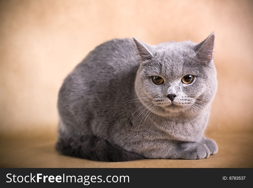 Portrait of a British Shorthaired Cat on a brown background. Studio shot.