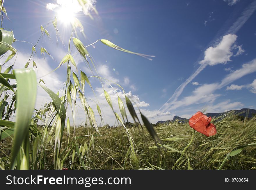 Solitary poppy in a meadow with blue sky and clouds