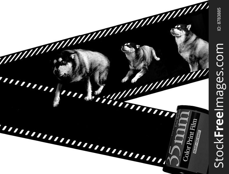 Dog and Filmstrip