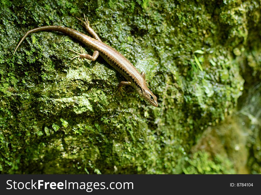 Curious kink basking on mossy rock wall. Curious kink basking on mossy rock wall