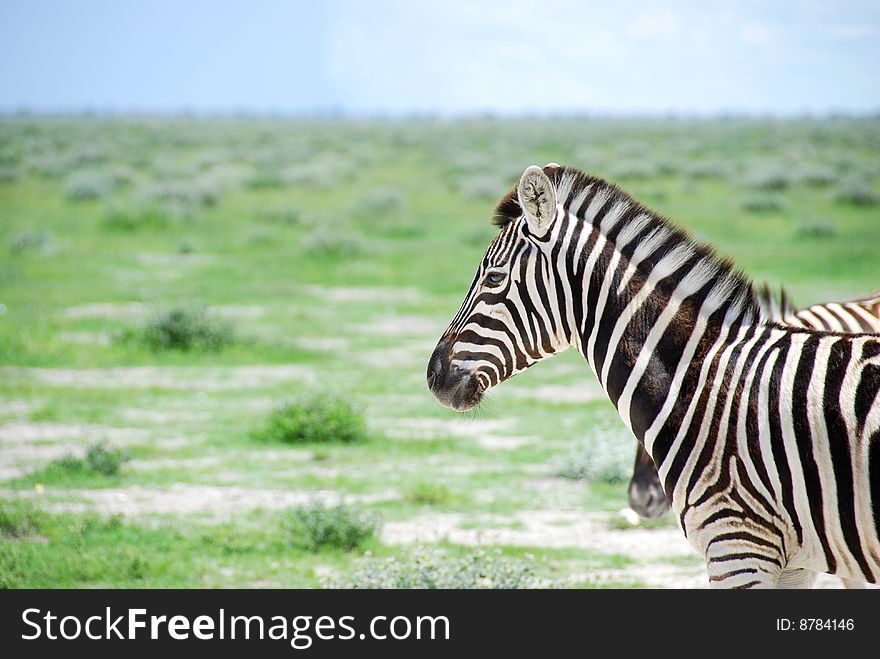 One zebra in a landscape scene. One zebra in a landscape scene