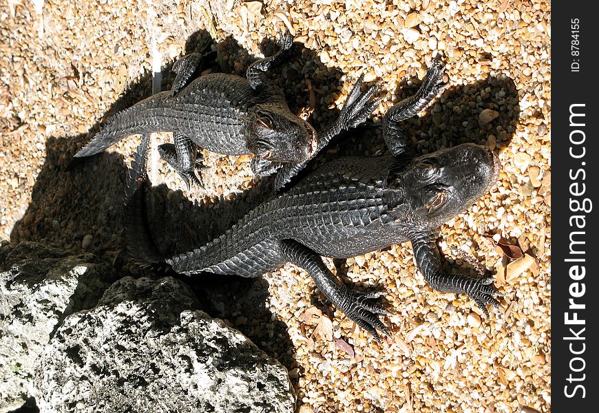 Two young alligators in Florida