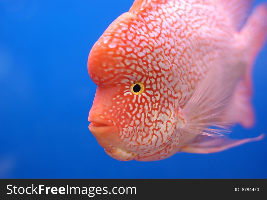 A fish is swimming in aquarium white blue background. A fish is swimming in aquarium white blue background