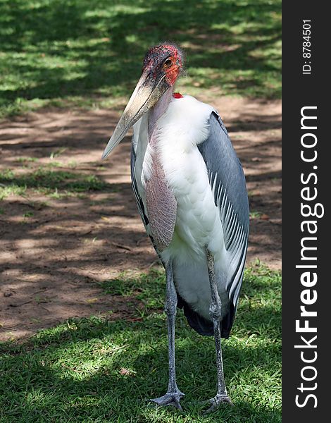 Marabou Stork