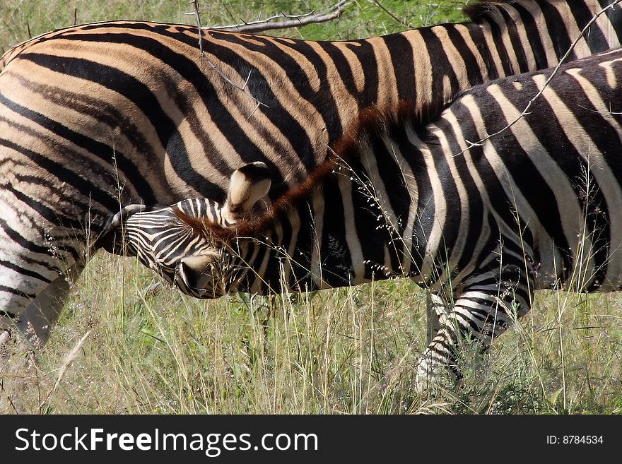Mother and baby zebra in wilds. Mother and baby zebra in wilds.