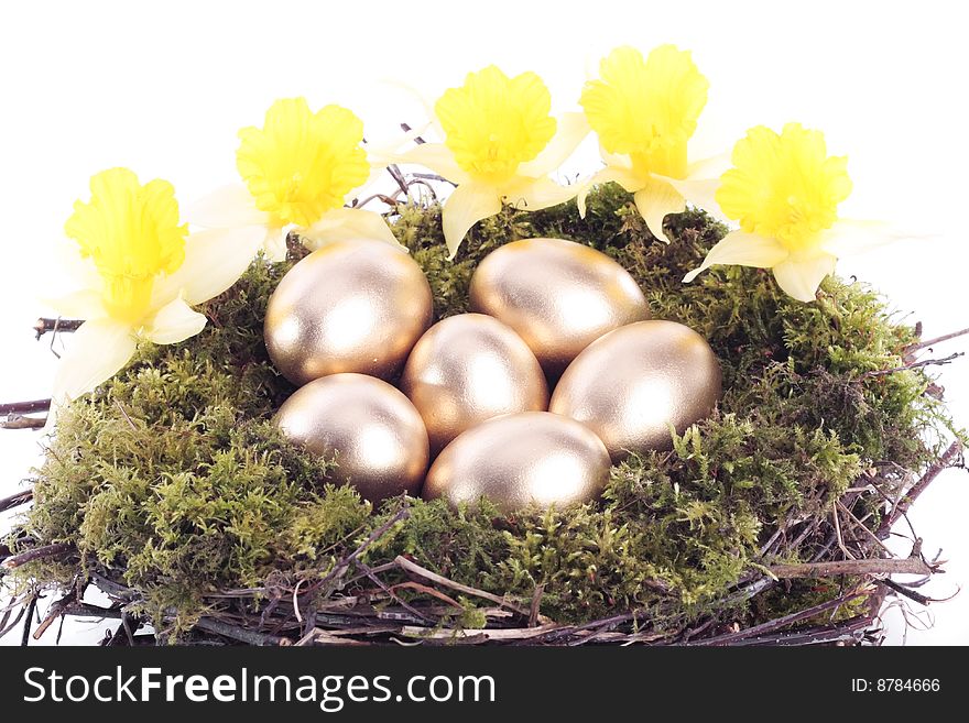 Golden eggs and daffodils in bird nest over white