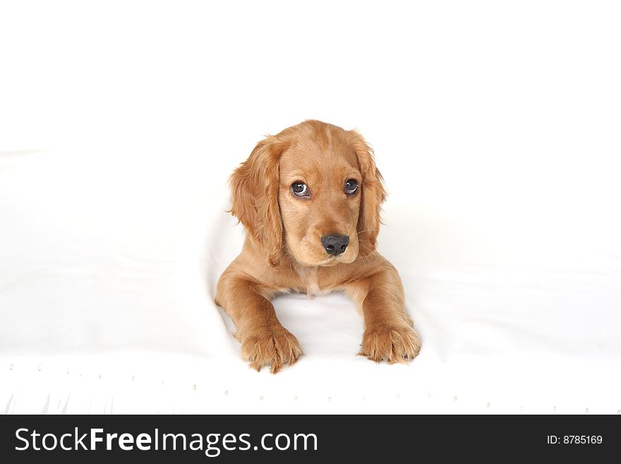 English Cocker Spaniel Baby Dog