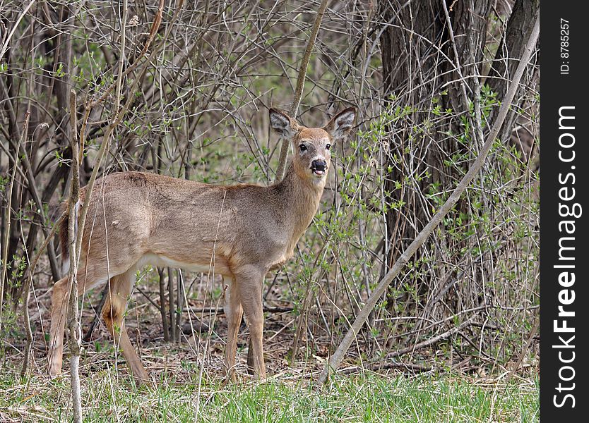 White tailed deer standing in the woods. White tailed deer standing in the woods