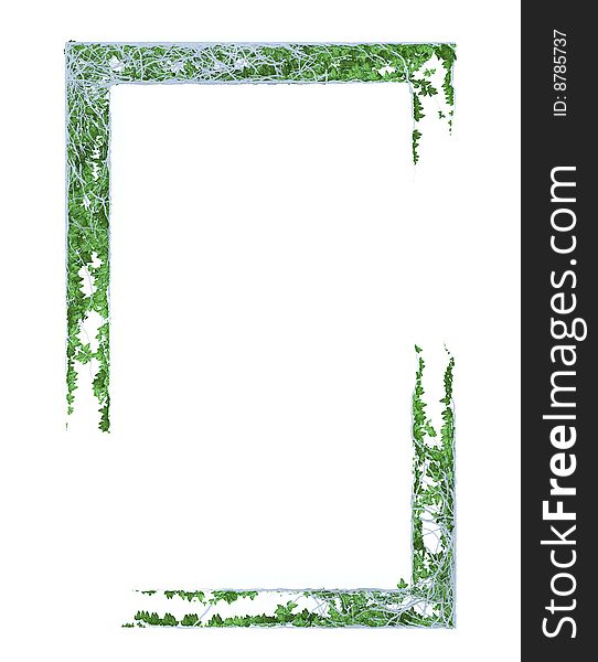 Framework from a growing young plant on a white background. Framework from a growing young plant on a white background