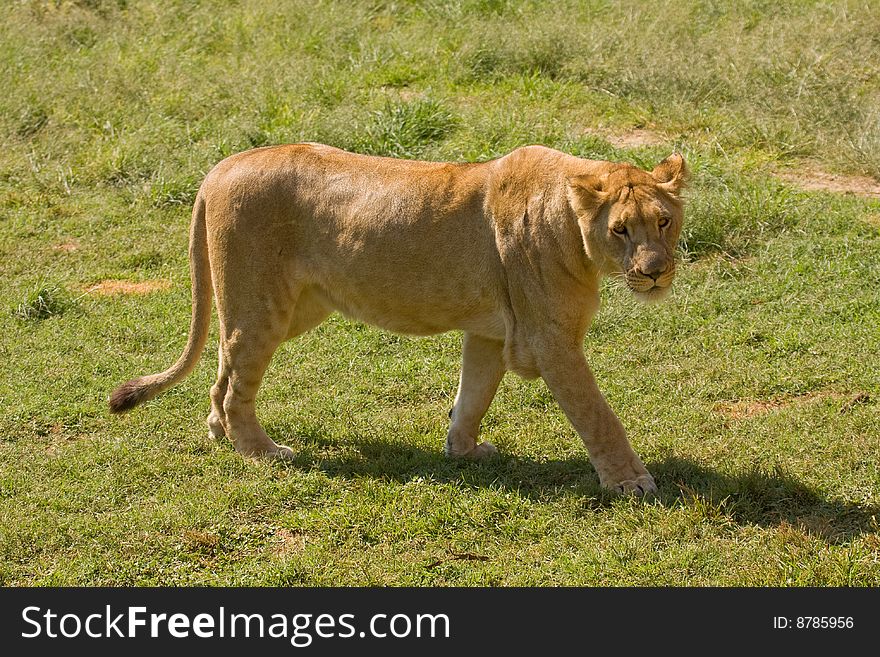 Lioness In The Field In Africa.