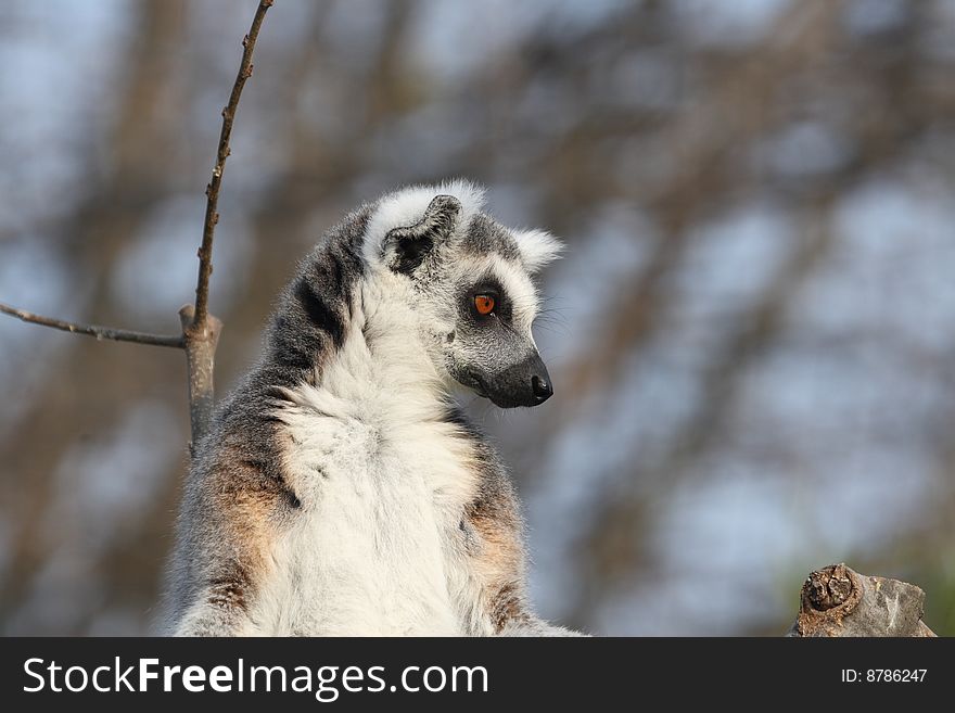 Detail of ring tailed lemur catta staring