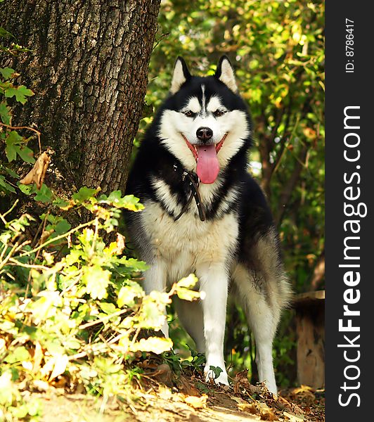 Husky dog in the amount of the mountain