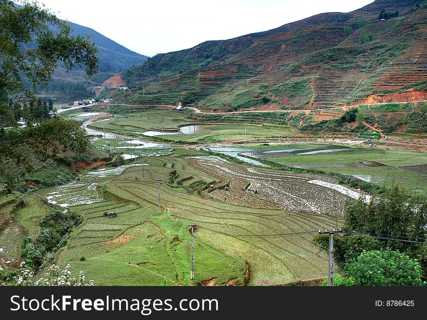 Terraced Rice Field In Sapa