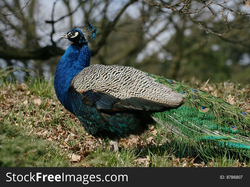 Fanci peacock male in the garden