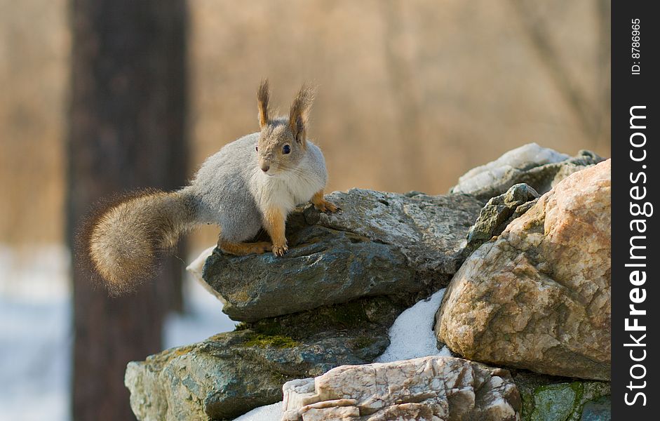 Grey squirrel sitting on the stone