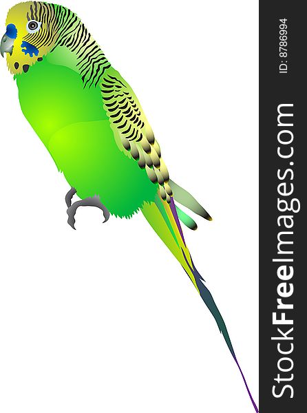 Green budgerigar abstract vector illustration