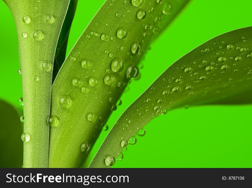Three bamboo leaves with drops