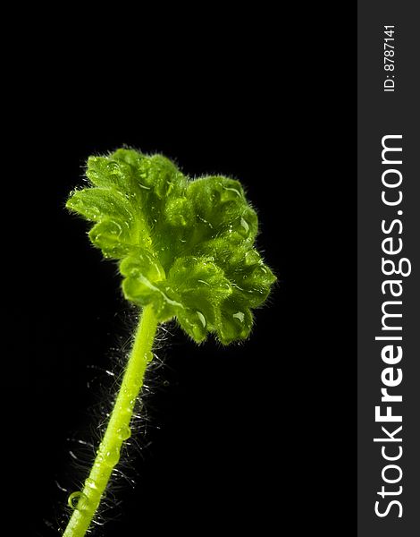 Geranium leaf with drops on black one