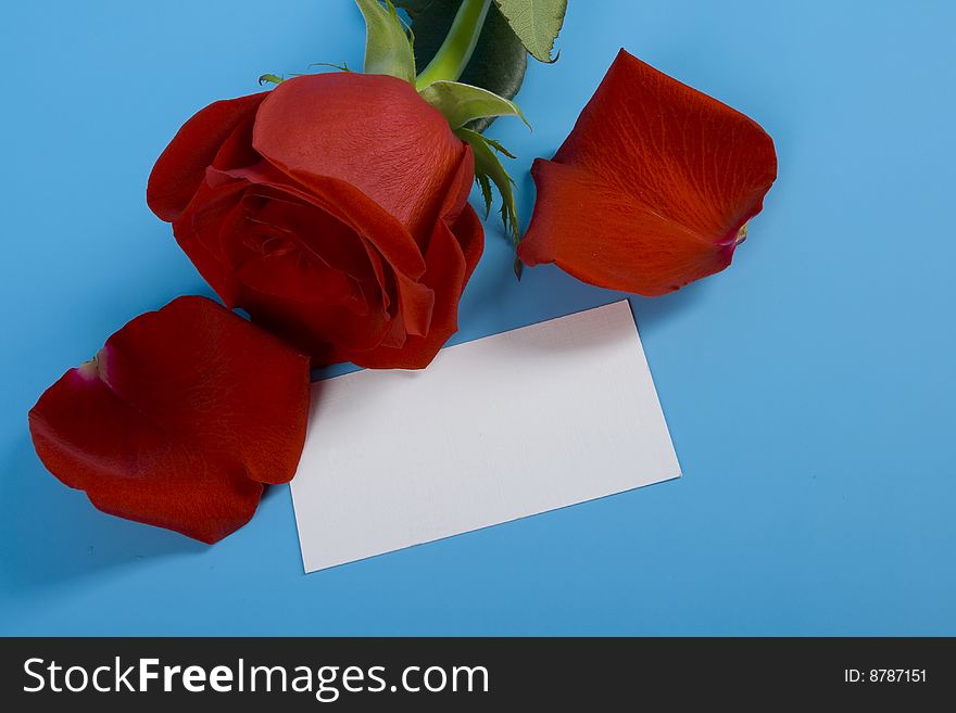 Red rose and petal with note. Red rose and petal with note