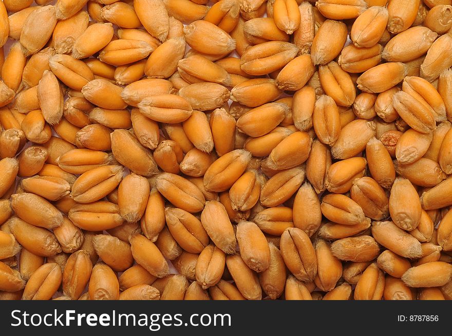 Scattering of grains of wheat. A background