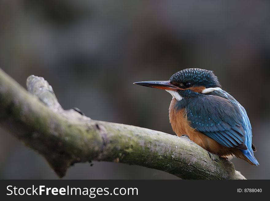 Female Kingfisher sitting on a branch infront of her burrow. Female Kingfisher sitting on a branch infront of her burrow.