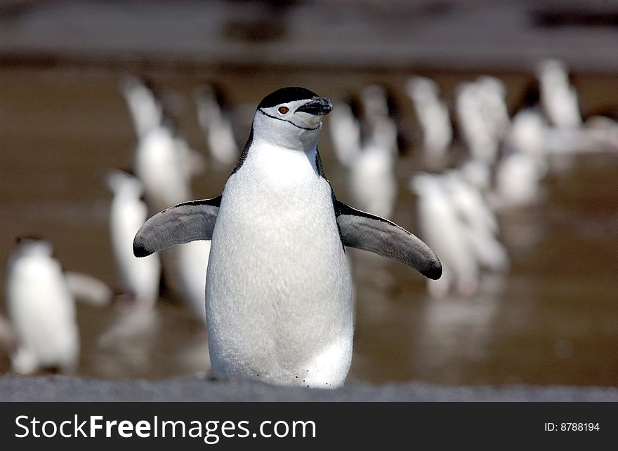 Chinstrap walking a way from his colony. Chinstrap walking a way from his colony