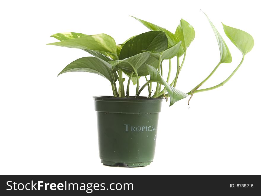 Tropical household plant with plastic pot
