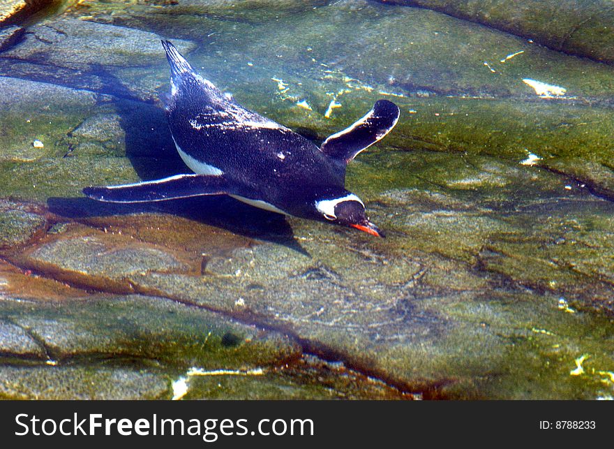 Gentoo penguin  swimming in see