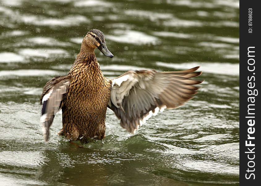 A female Mallard Duck washing her feathers