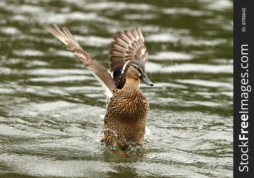 A female Mallard Duck washing her feathers