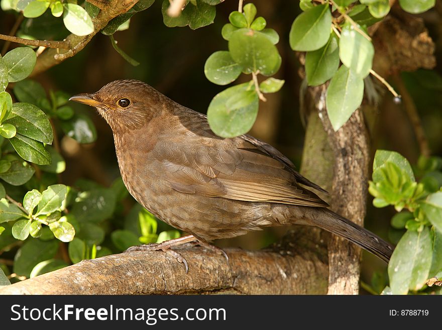 A female Blackbird appearing from a hedge