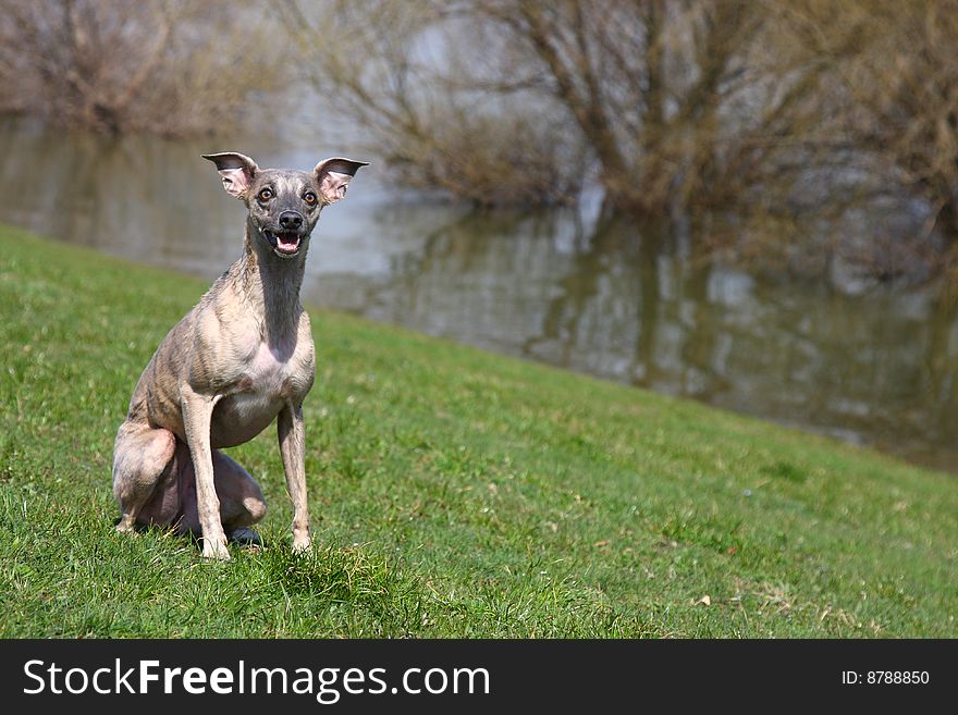 Qualified whippet sitting in the grass. Qualified whippet sitting in the grass