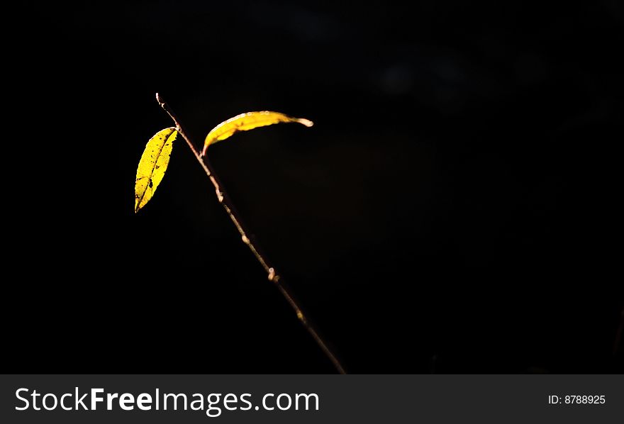 Yellow Trembling Aspen leaf with black seamless uniform background. Yellow Trembling Aspen leaf with black seamless uniform background