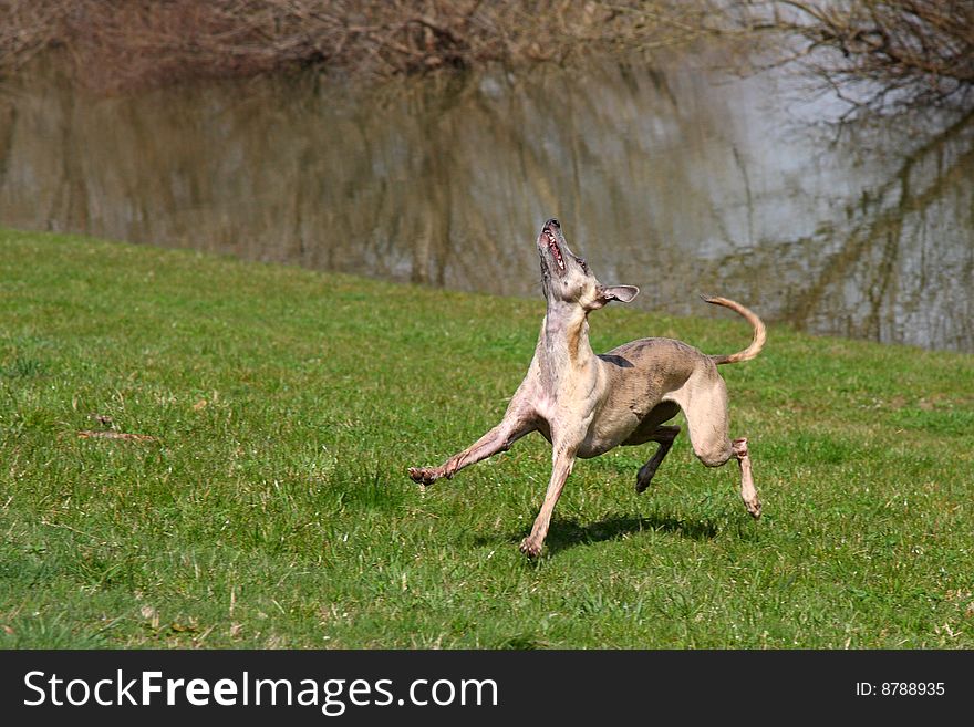 Little whippet playing in outdoor