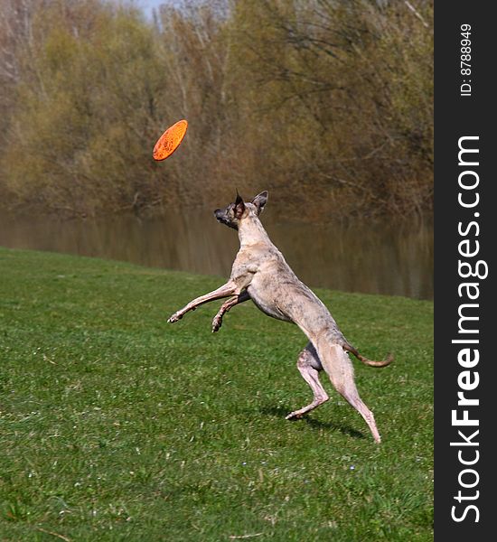 Little whippet playing with frisbee