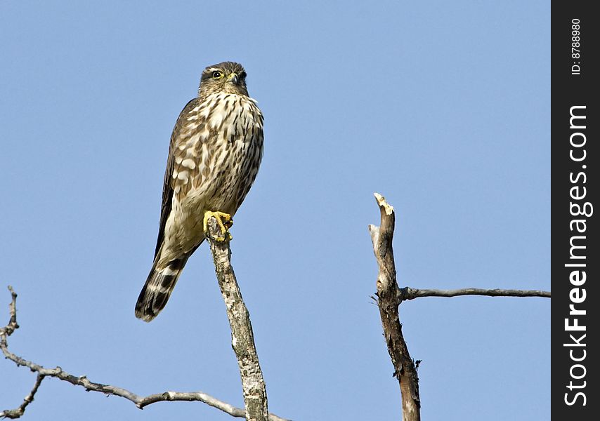 Merlin perched atop a dead branch against blue sky. Merlin perched atop a dead branch against blue sky