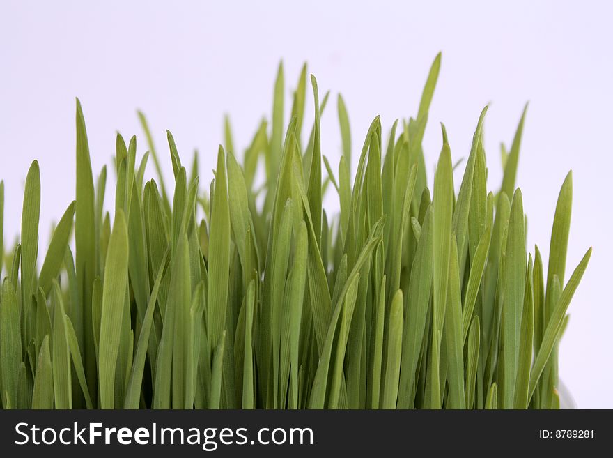 Young green grain plants on a white background. Young green grain plants on a white background