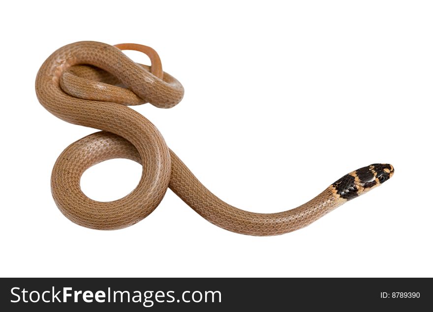 Close up of snake (Eirenis modestus)