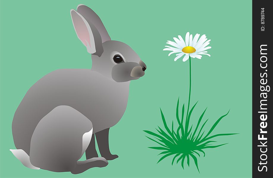 Easter grey hare on to the meadow near the flower of camomile