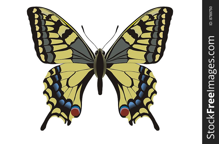 Makhaon butterfly Papilio machaon