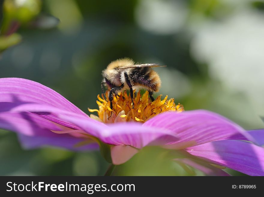 Close-up bumblebee on flower collects nectar