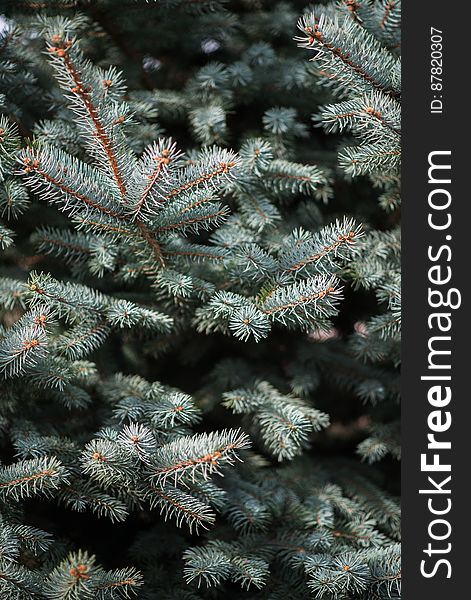 Detail of conifer blue spruce. Closeup. Background. Detail of conifer blue spruce. Closeup. Background.