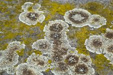 Free Fungus Circles On Stone Stock Photo - 87859160