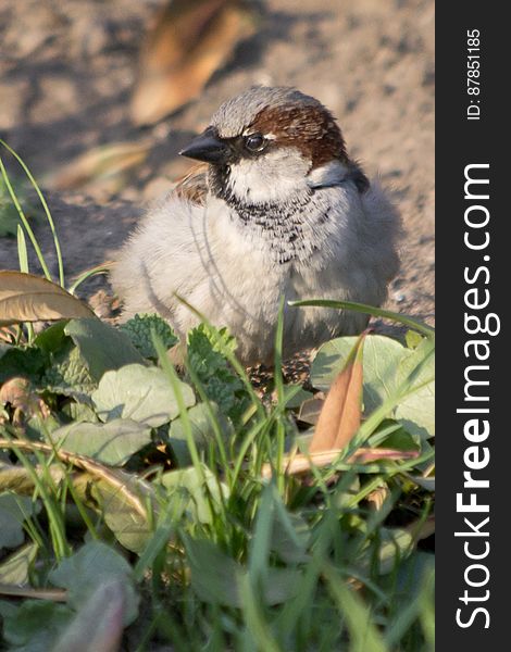 Male House Sparrows Are Vividly Colored Birds. They Have Gray Heads, White Cheeks, A Black Bib And Rufous Necks.